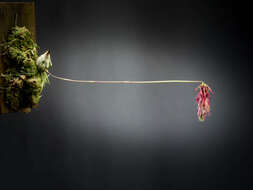 Image of Bulbophyllum lemniscatum C. S. P. Parish ex Hook. fil.