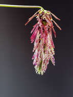 Image of Bulbophyllum lemniscatum C. S. P. Parish ex Hook. fil.
