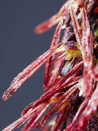 Image of Bulbophyllum lemniscatum C. S. P. Parish ex Hook. fil.