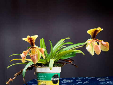 Sivun Paphiopedilum villosum (Lindl.) Stein kuva