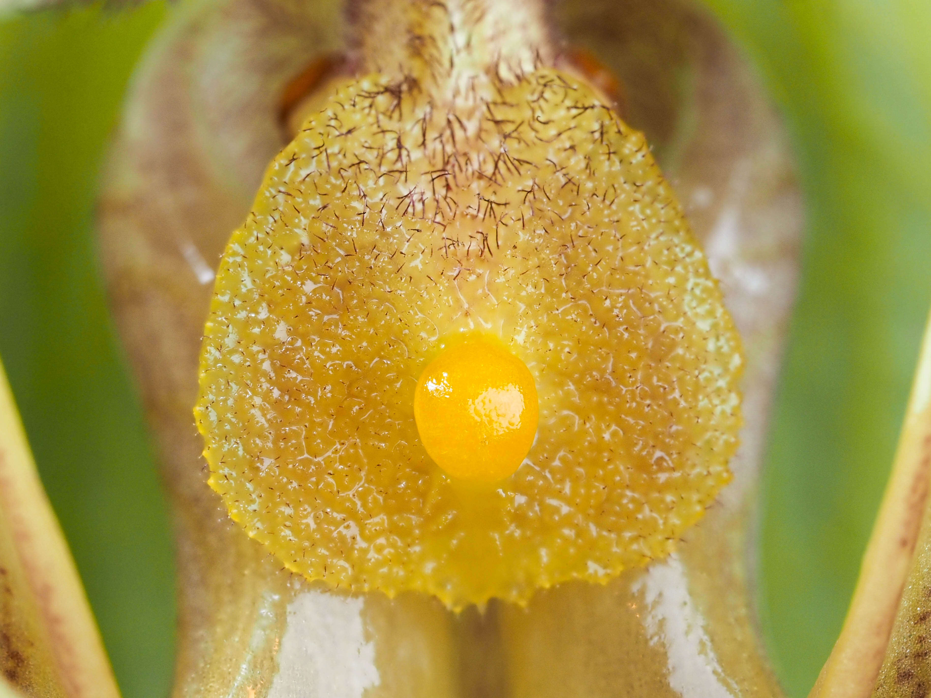 Sivun Paphiopedilum villosum (Lindl.) Stein kuva