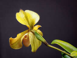 Image of Villose Paphiopedilum