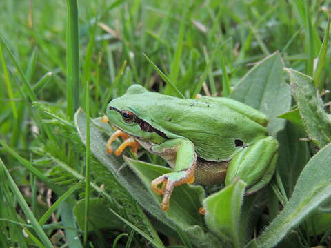 Image of Common tree frog