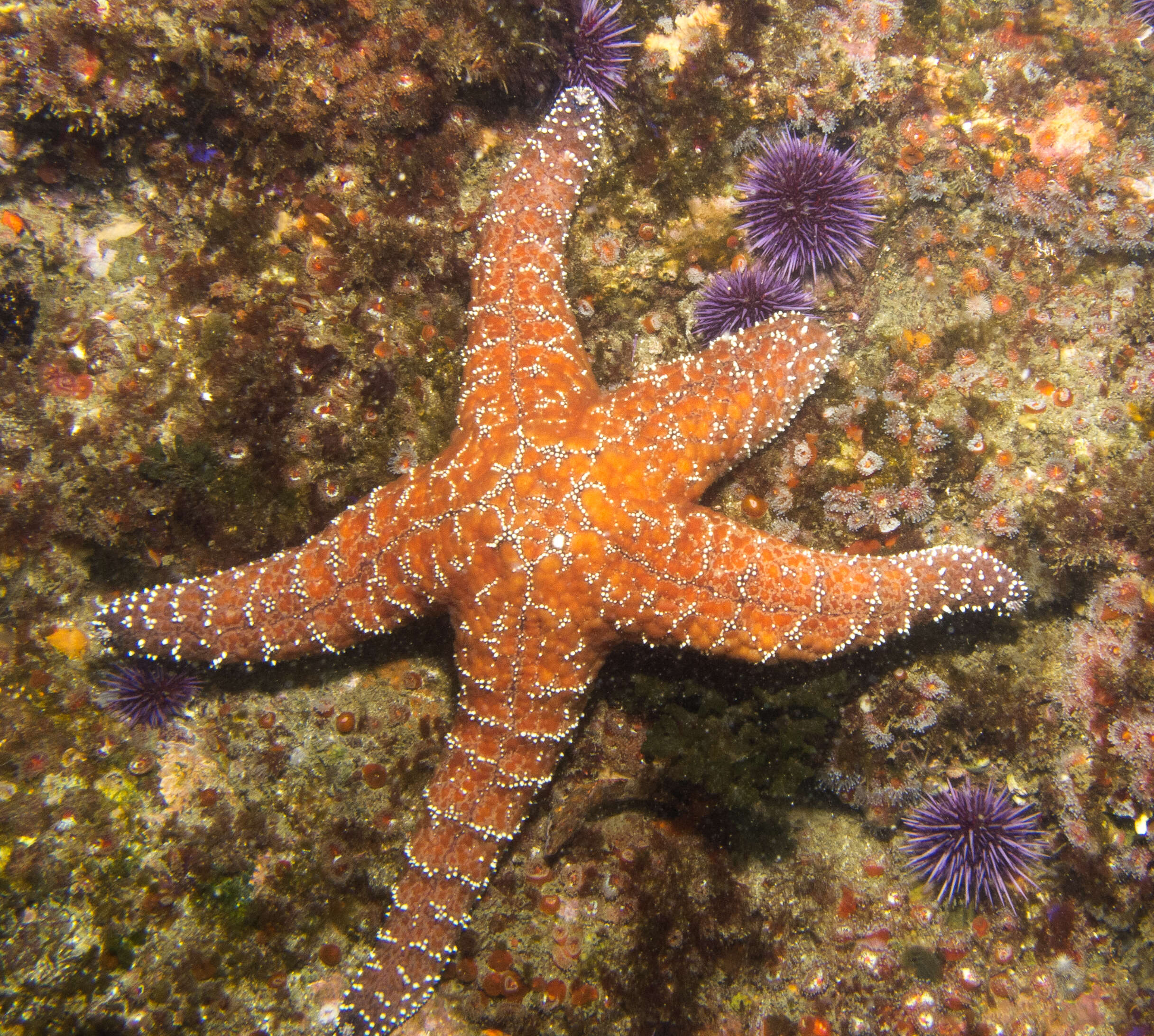 Image of ochre stars