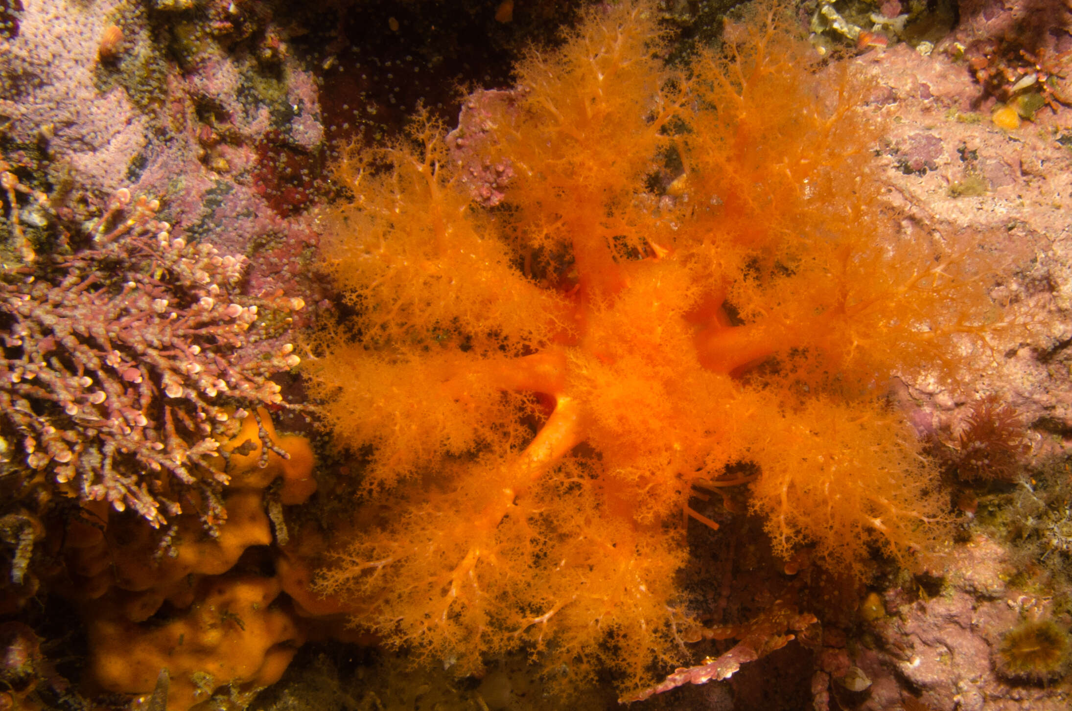 Image of Orange Sea Cucumber