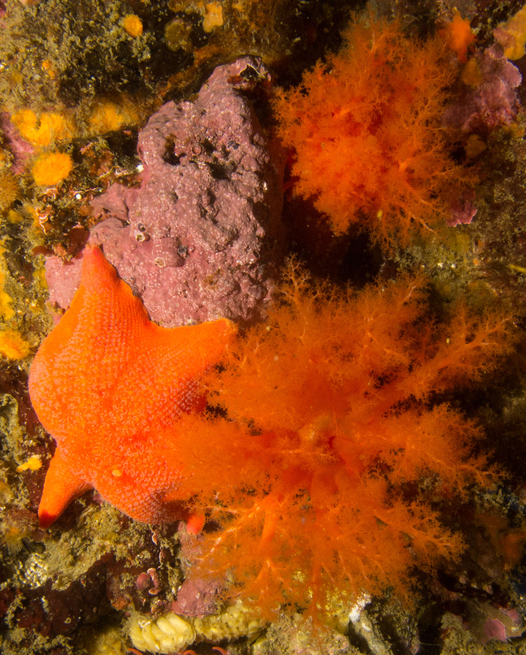 Image of Orange Sea Cucumber