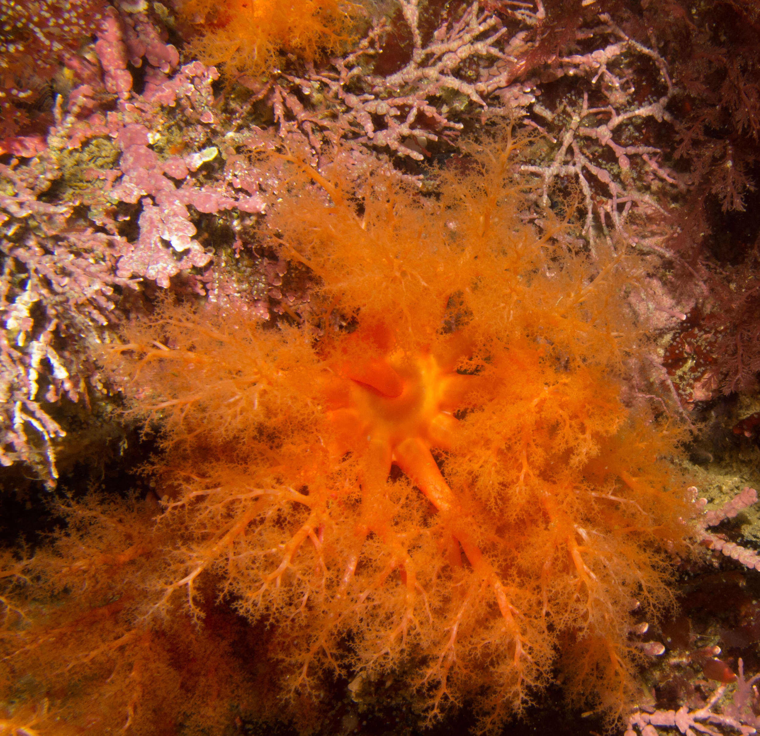 Image of Orange Sea Cucumber