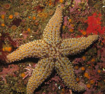 Image de Giant sea star