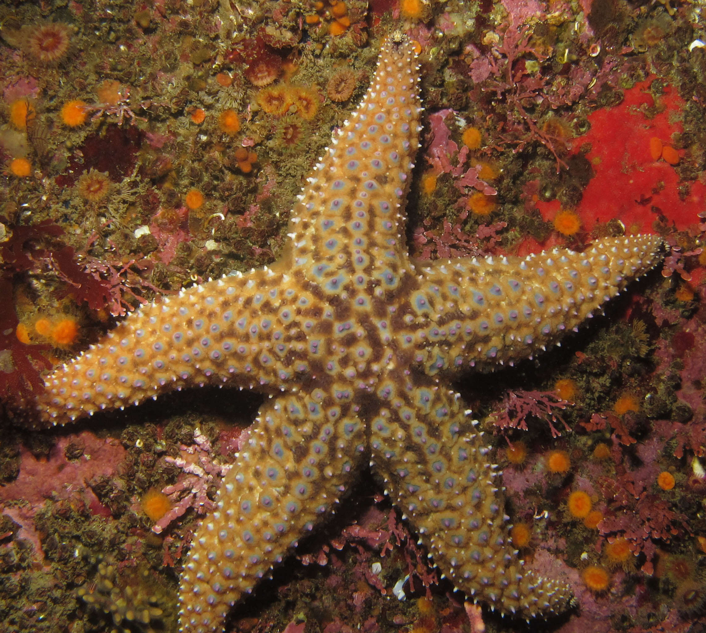 Imagem de Pisaster giganteus (Stimpson 1857)