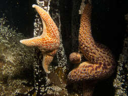 Image of Giant seastar