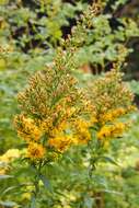 Image of Cutler's alpine goldenrod