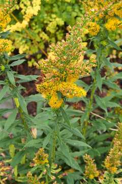 Image of Cutler's alpine goldenrod