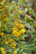 Image of Cutler's alpine goldenrod