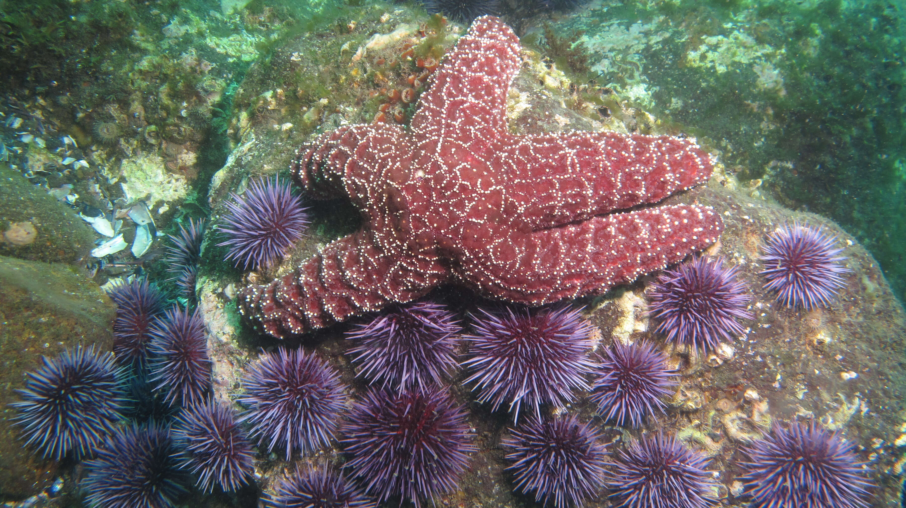 Image of Strongylocentrotidae Gregory 1900