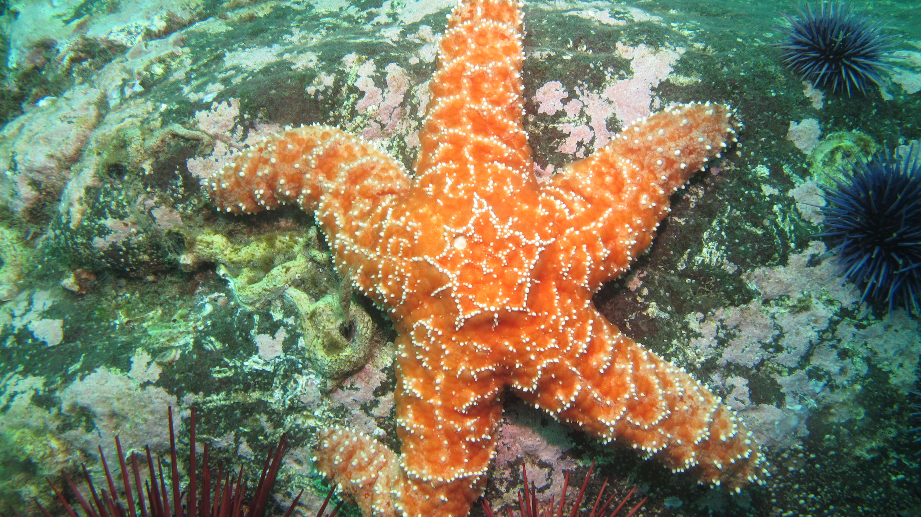 Image of ochre sea star