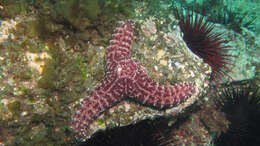 Image of ochre sea star