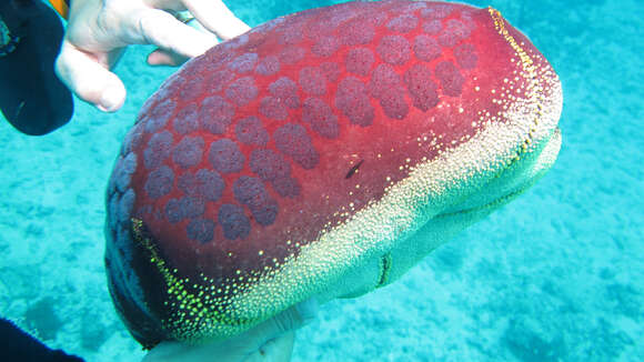 Image of Cushion star