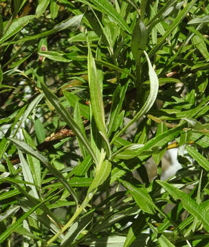 Image of Salix eleagnos