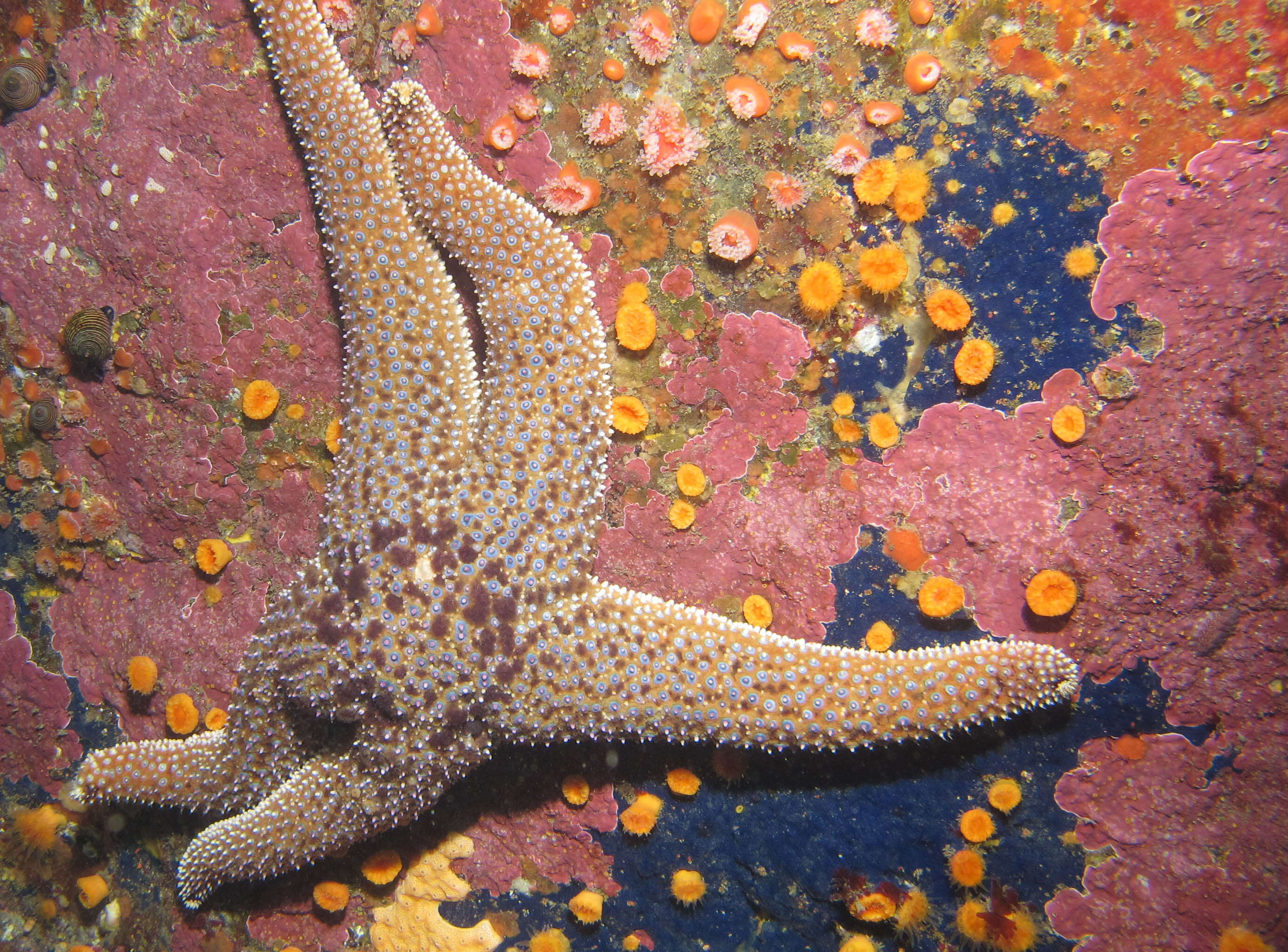 Image of Giant seastar