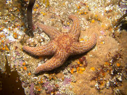 Imagem de Pisaster giganteus (Stimpson 1857)