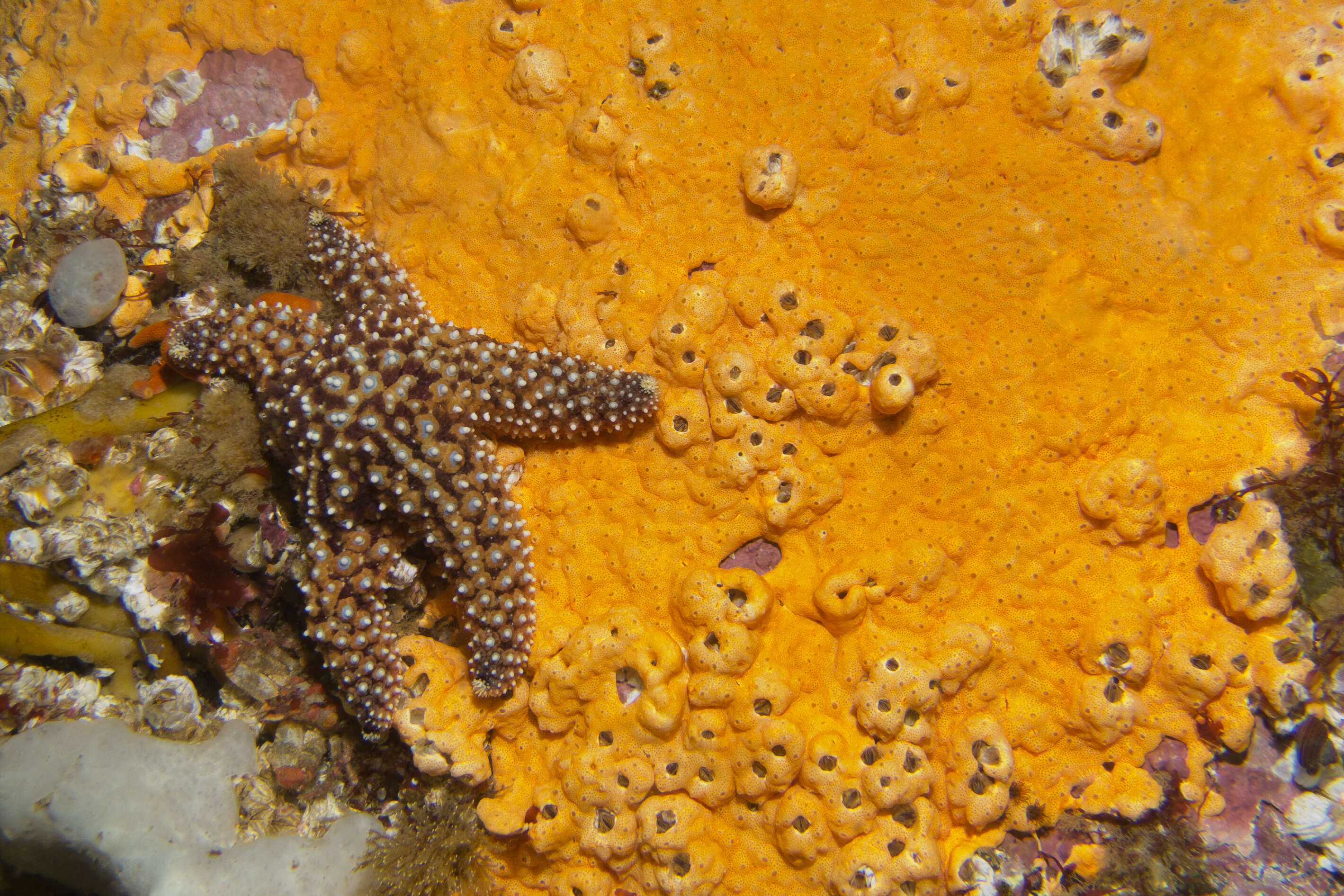 Imagem de Pisaster giganteus (Stimpson 1857)