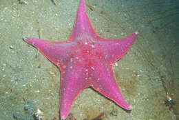 Image of Bat star