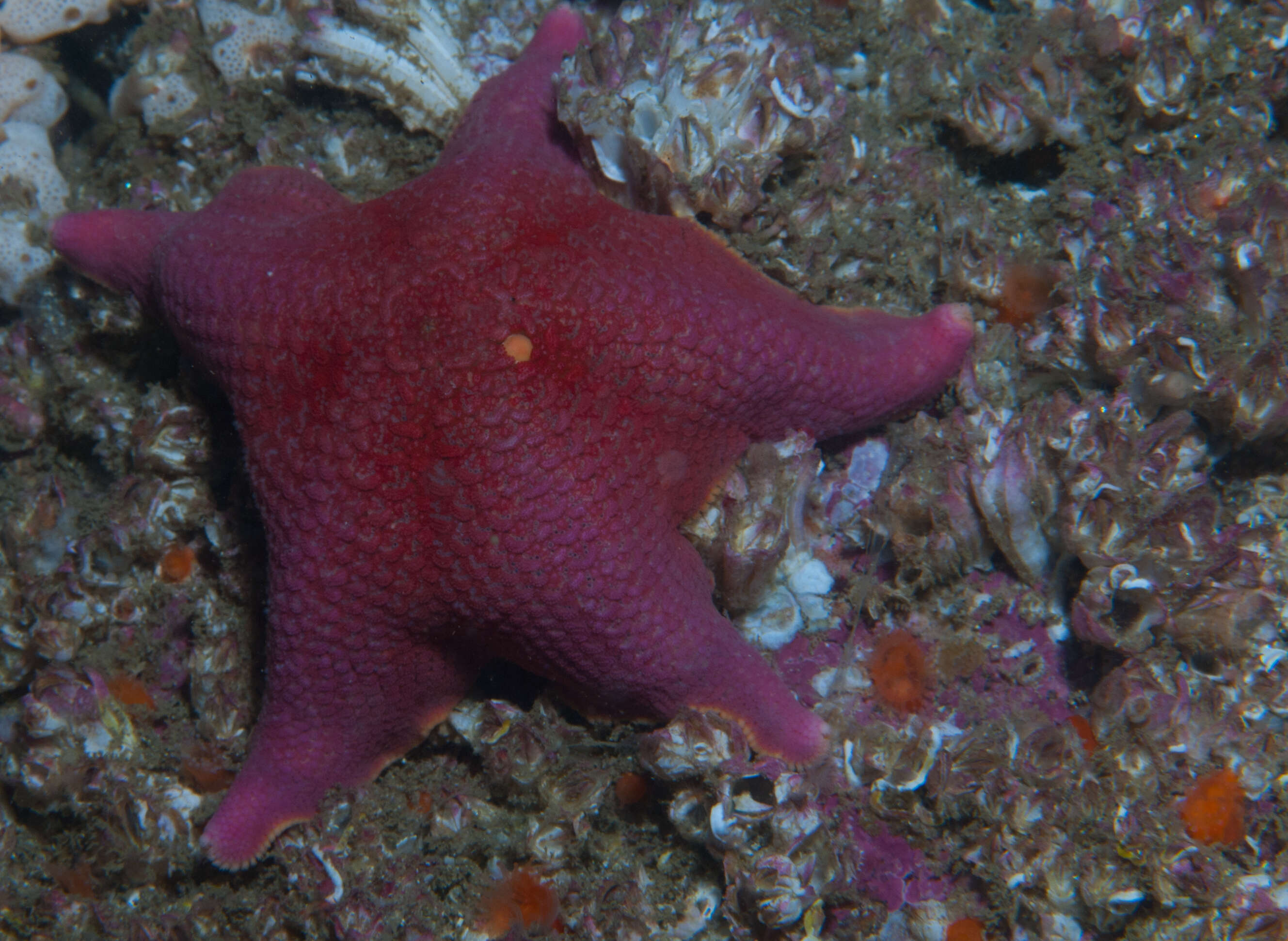 Image of Bat star