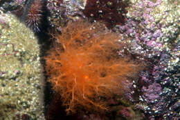 Image of Orange Sea Cucumber