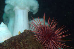 Image of brown sea anemone