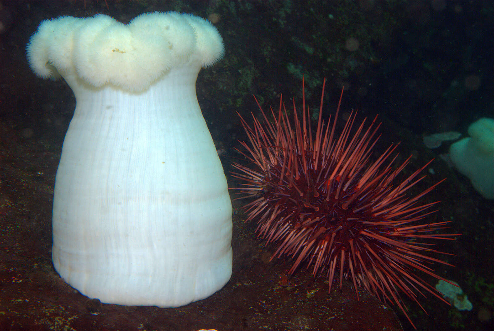 Image of brown sea anemone