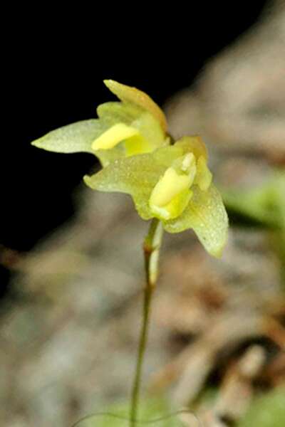 Image of Tiny strand orchid