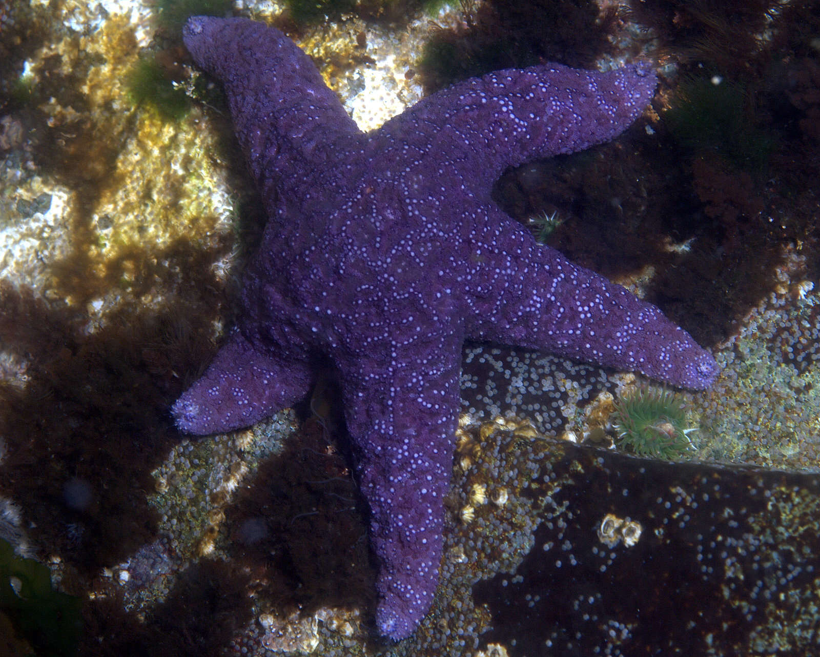 Image of ochre stars