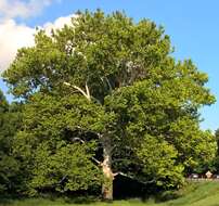 Image of American sycamore