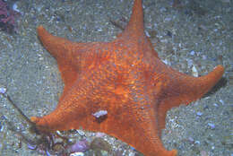 Image of Bat star