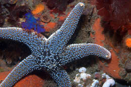 Imagem de Pisaster giganteus (Stimpson 1857)