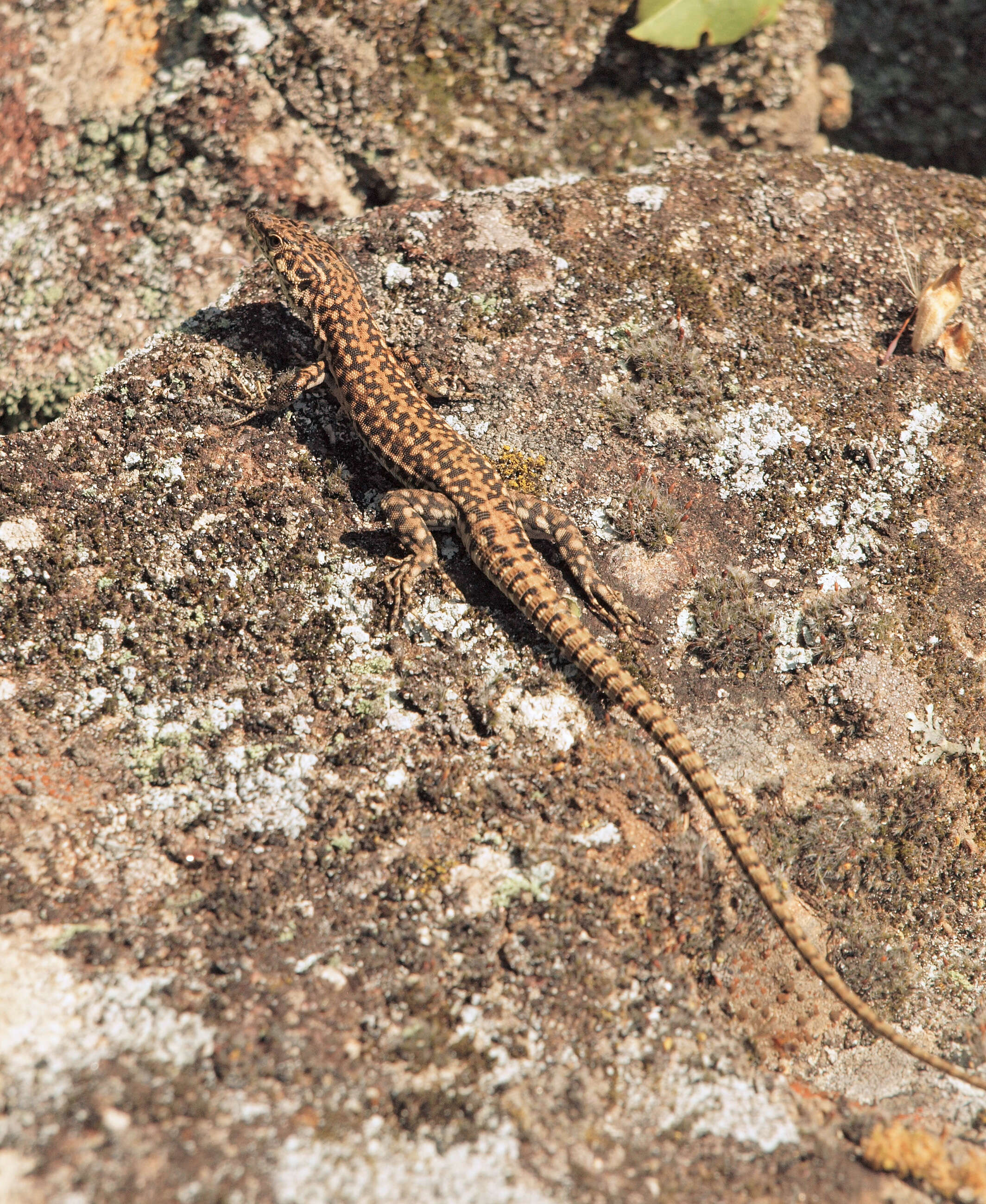 Image of Iberian Wall Lizard