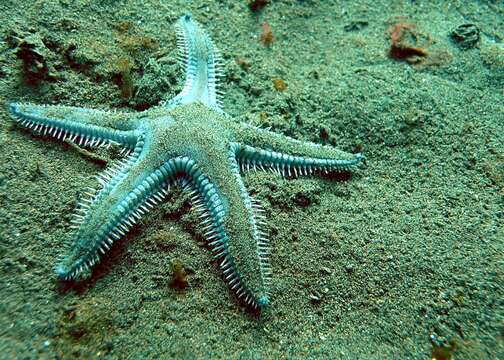 Image of Astropecten armatus Gray 1840