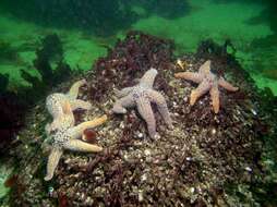 Image of Giant seastar