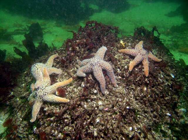 Image de Giant sea star