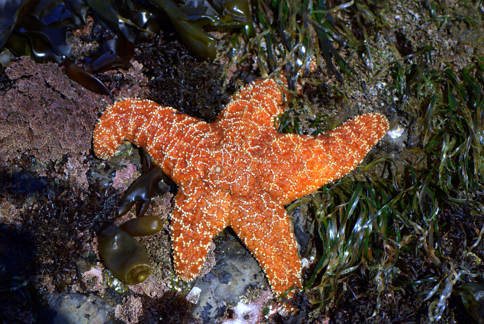 Image of ochre sea star