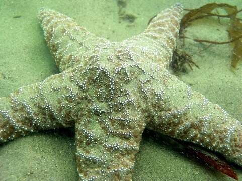 Image of ochre sea star