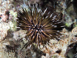 Image of Burrowing urchin