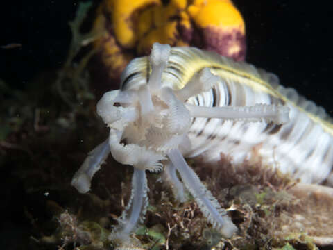 Image of Lion's Paw Sea Cucumber