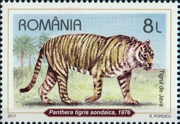 Image of Javan Tiger