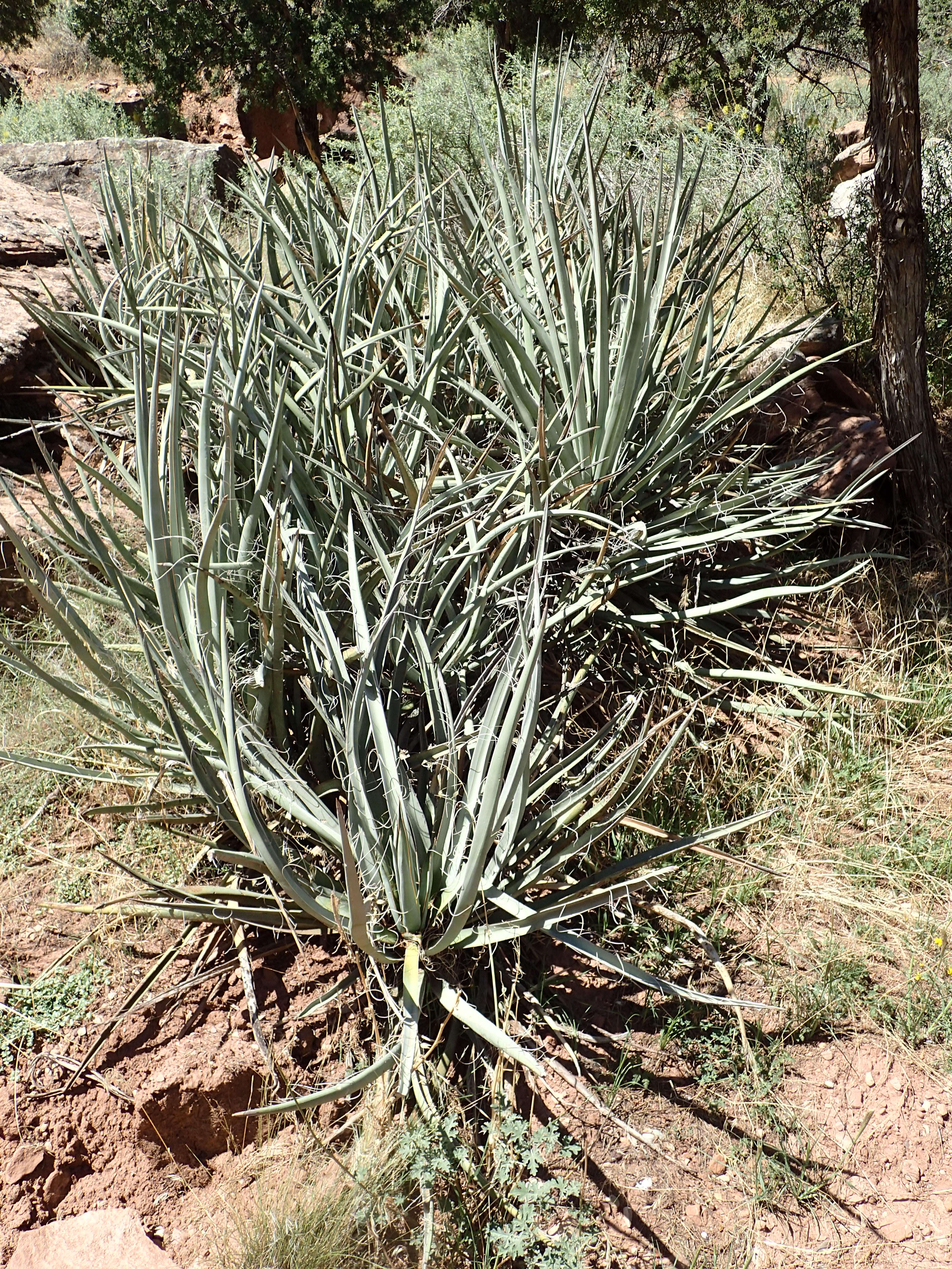 Yucca baccata Torr. resmi