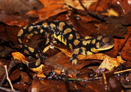 Слика од Ambystoma tigrinum (Green 1825)