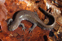 Image of Smallmouth Salamander