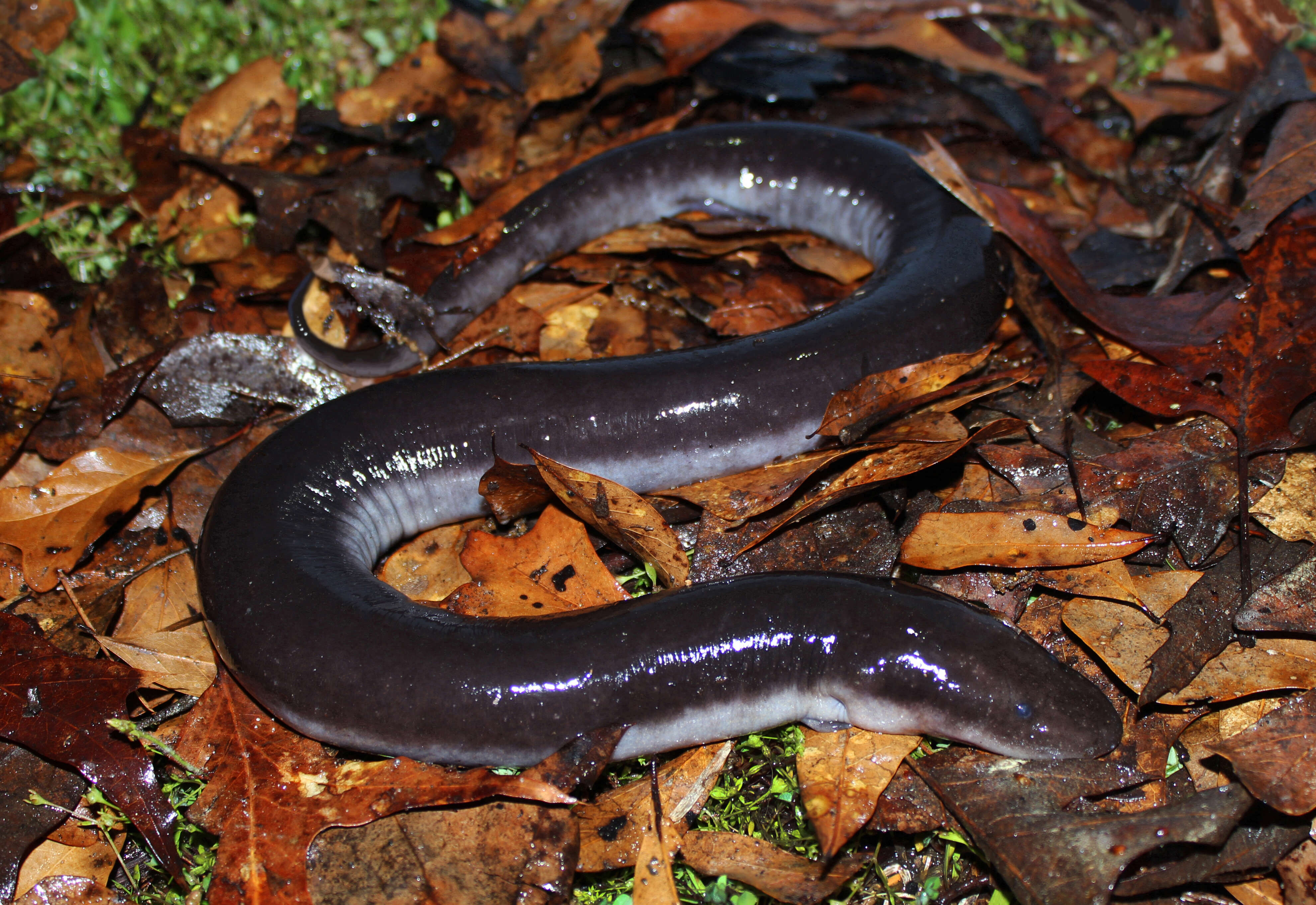 Image of Three-toed Amphiuma