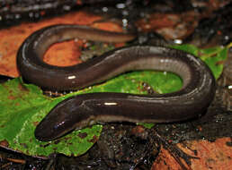 Image of Three-toed Amphiuma