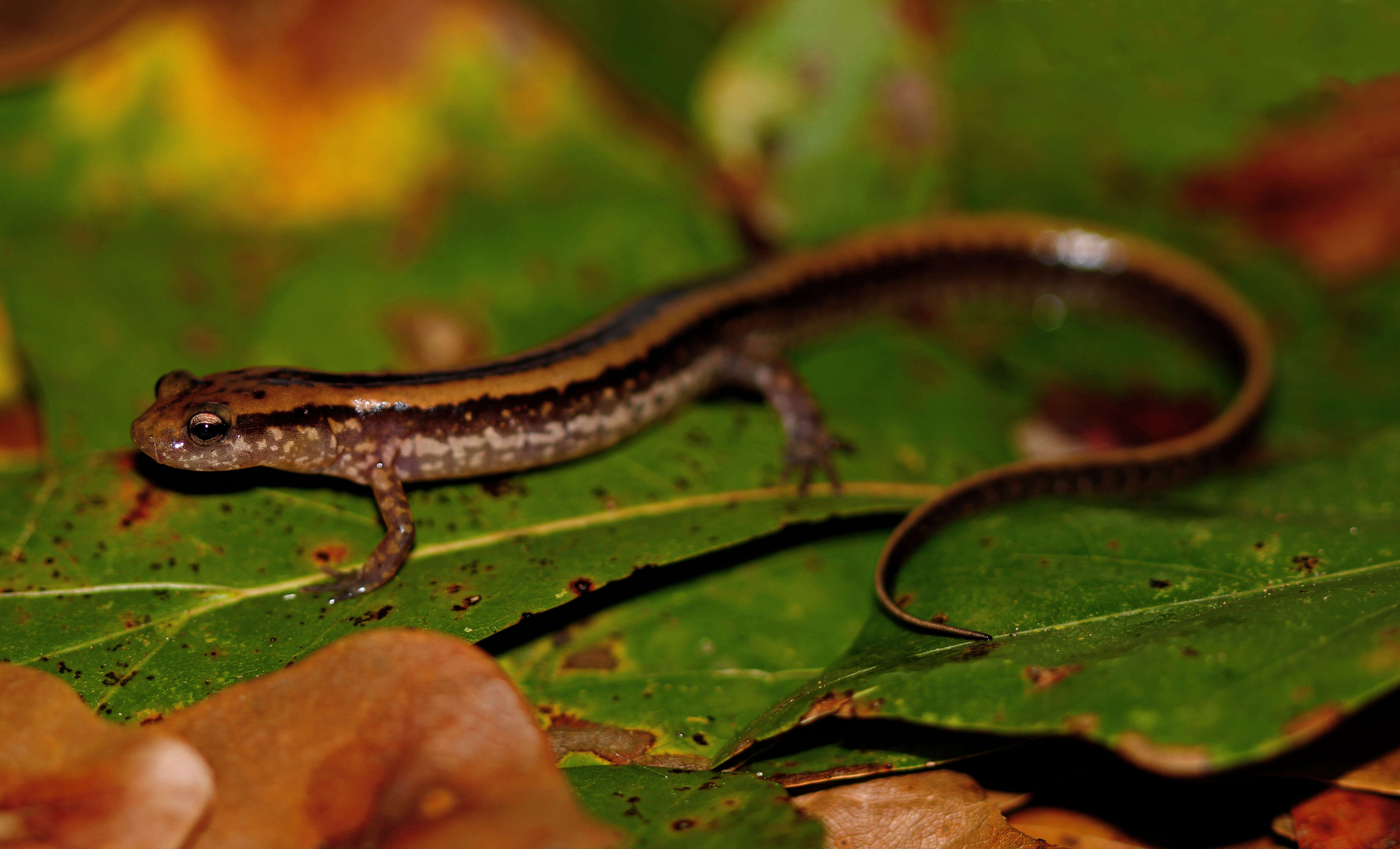 Image of Three-lined Salamander